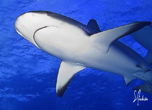 Once we entered the water the sharks appeared from all di... by Steven Anderson 
